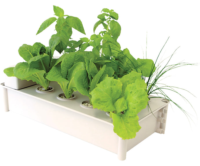 7 Reasons to Grow Vegetables in a Hydroponic Garden