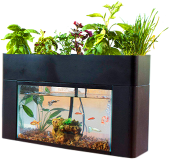 TableTop Aquaponics