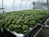 Hydroponics System 1152 Sites